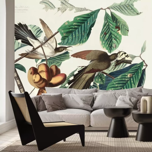 Fototapete Coccyzus americanus