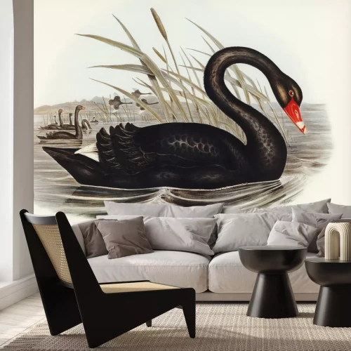 Fototapete Cygnus atratus
