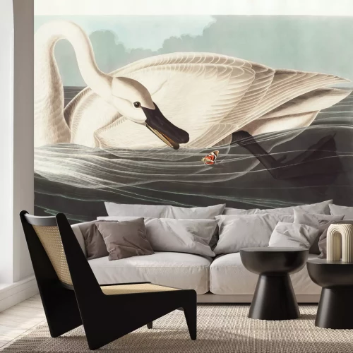 Fototapete Cygnus buccinator