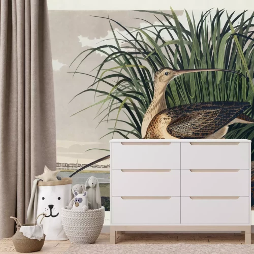 Fototapete Numenius americanus