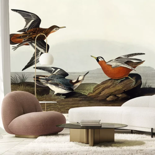 Fototapete Phalaropus fulicarius