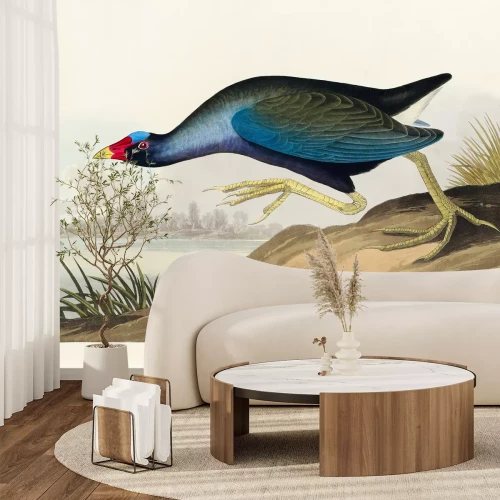 Fototapete Porphyrio martinicus