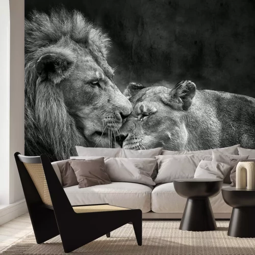 Fototapete Monochromes Porträt von verliebten Wildkatzen