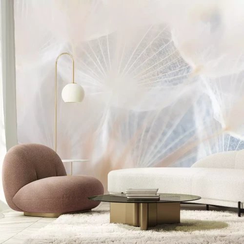 Fototapete Löwenzahnsamen in Weiß und Beige, Nahaufnahme