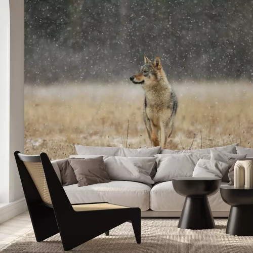 Fototapete Grauer Wolf auf einer Wiese wandernd