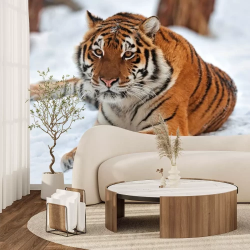 Sticker Wilde Tiere Tiger auf dem Schnee liegend