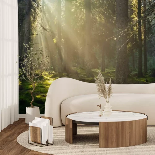 Fototapete Sonniger Morgen in einer grünen Waldlandschaft