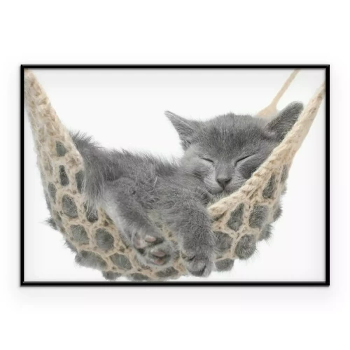 Poster Eine Katze schläft in einer Hängematte