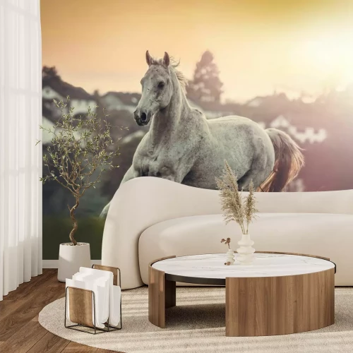 Fototapete Porträt eines weißen Araberhorses auf der Wiese