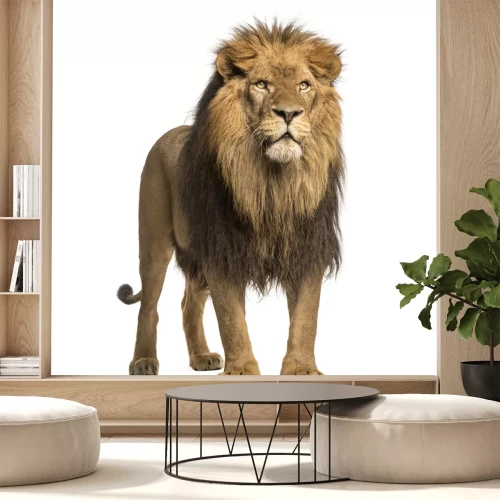 Sticker Silhouette eines Löwen mit bedrohlichem Blick