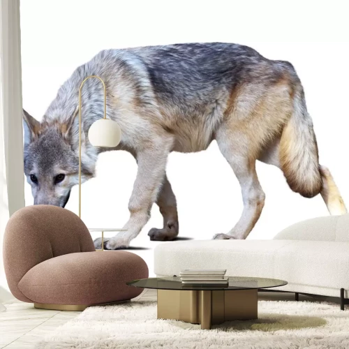 Sticker grauer Wolf auf weißem Hintergrund