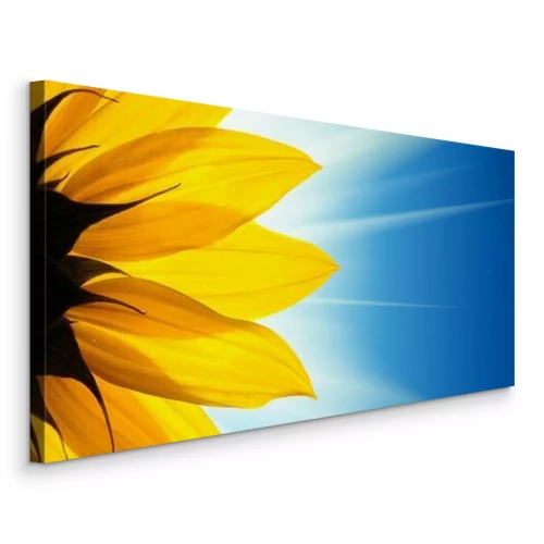 Bild Sonnenblumenblüte vor blauem Himmel