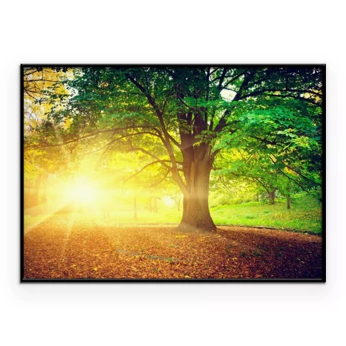 Poster Ein einsamer Baum in einem Park, der in Sonnenlicht getaucht ist