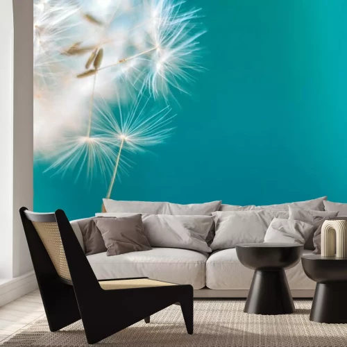 Fototapete Löwenzahn auf türkisfarbenem Hintergrund