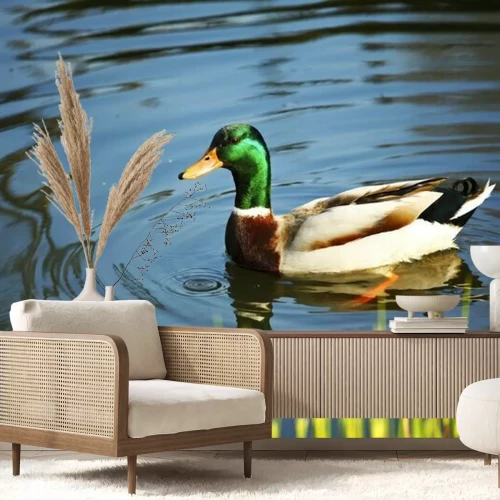 Fototapete Ente auf einem Teich