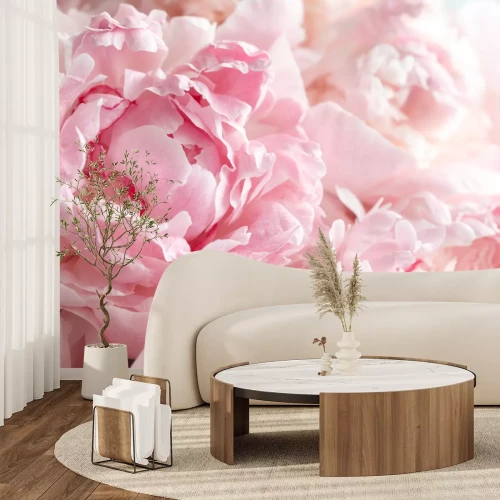 Fototapete Nahaufnahmefoto von rosa Pfingstrosen