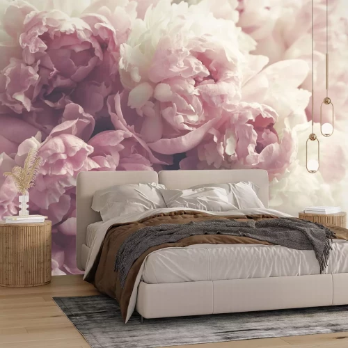 Fototapete Pastellfarbene Pfingstrosenblüten aus nächster Nähe