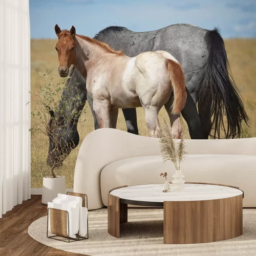 Fototapete Ein junges Pferd und eine junge Stute grasen auf einem Feld