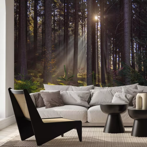 Fototapete Sonnenaufgangslandschaft im Wald