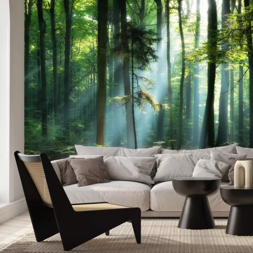 Fototapete Sonnenaufgang im Grünen Wald Landschaft Natur