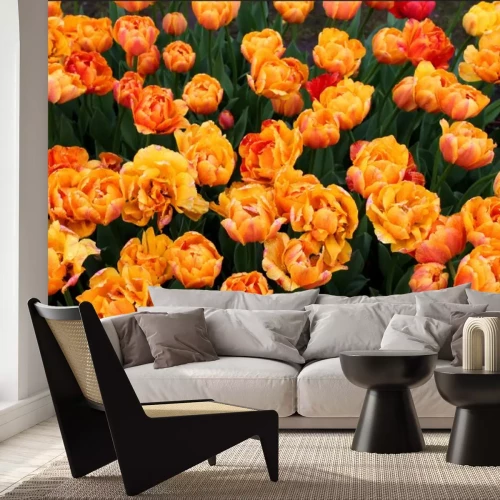 Fototapete Wunderschöne bunte Tulpen