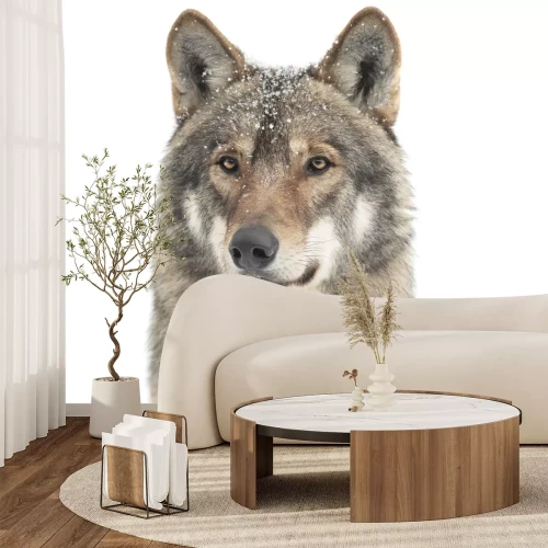 Fototapete Porträt eines wilden Wolfs in einer verschneiten Aura