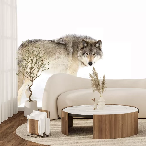 Fototapete Wolf, der auf weißem Schnee steht