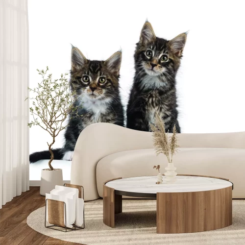 Fototapete Kleine flauschige Katzen auf weißem Hintergrund