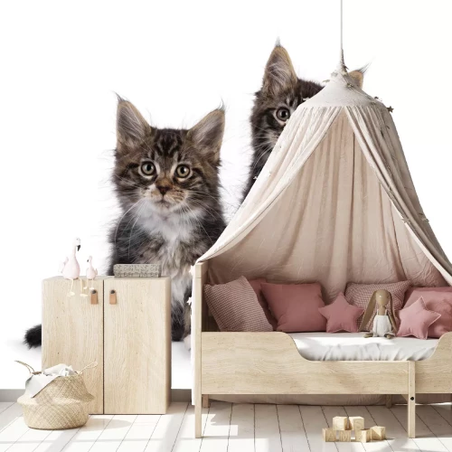 Fototapete Kleine flauschige Katzen auf weißem Hintergrund