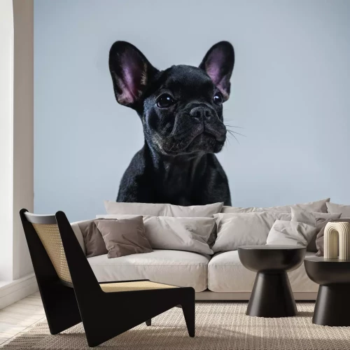 Fototapete Französische Bulldoggenwelpe