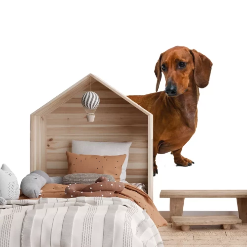 Fototapete Brauner Dackel auf weißem Hintergrund