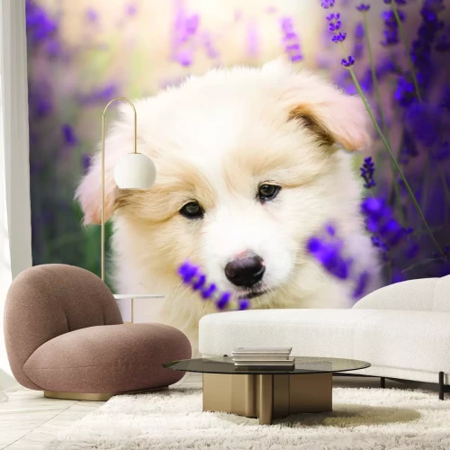 Fototapete Kleiner weißer Hund in einem Lavendelfeld