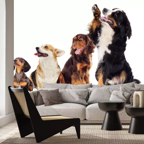 Fototapete Fröhliche Welpen auf weißem Hintergrund Fotografie