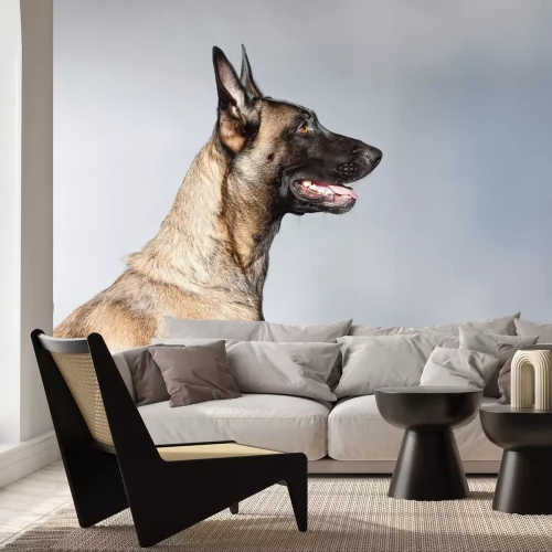 Fototapete Belgischer Schäferhund Porträt auf grauem Hintergrund Fotografie