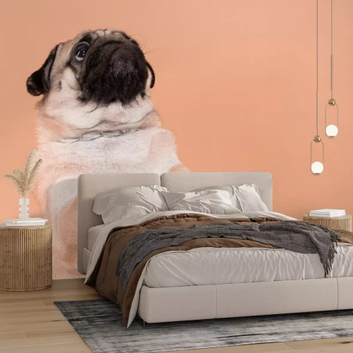 Fototapete Niedlicher Mops vor orangem Hintergrund