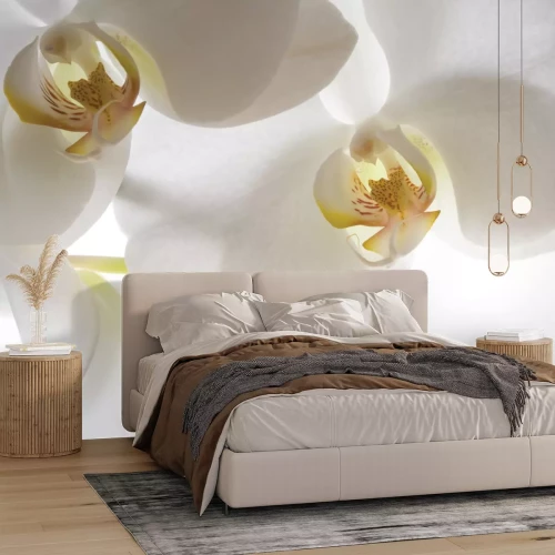 Fototapete Muskelbepackte Frau, die ihren Rücken im Fitnessstudio trainiert