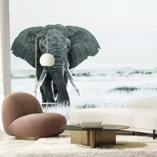 Fototapete Großer schwarz-weißer Elefant auf Safari