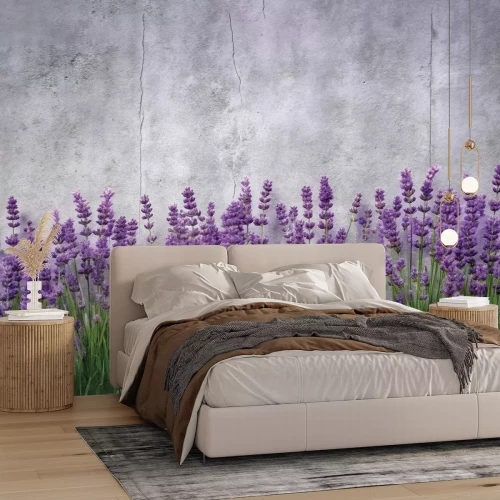 Fototapete Blühender Lavendel vor Betonhintergrund