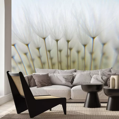 Fototapete Löwenzahn aus der Nähe natürliches Muster