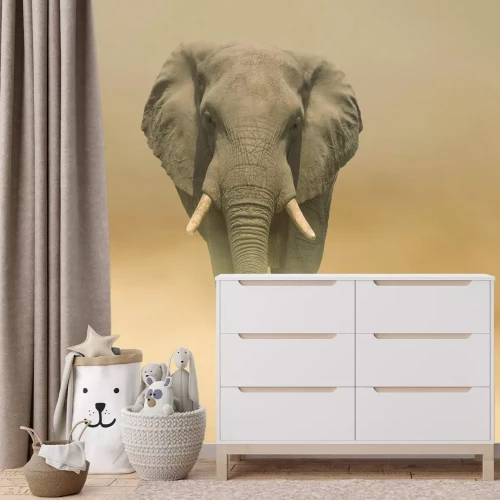 Fototapete Elefant, der im Nebel durch die Wüste geht