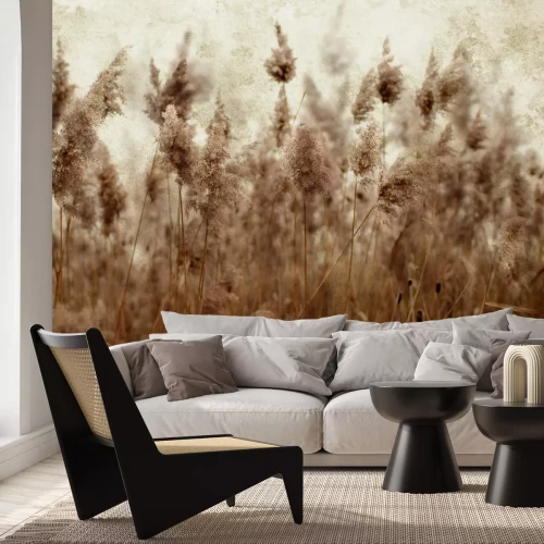 Fototapete Wiese mit getrockneten Rohrgräsern