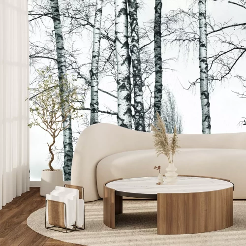 Fototapete Schwarz-weißer Birkenwald