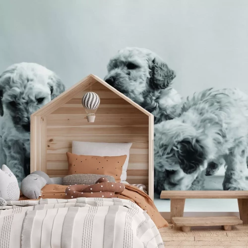 Fototapete Miniaturpudelwelpe