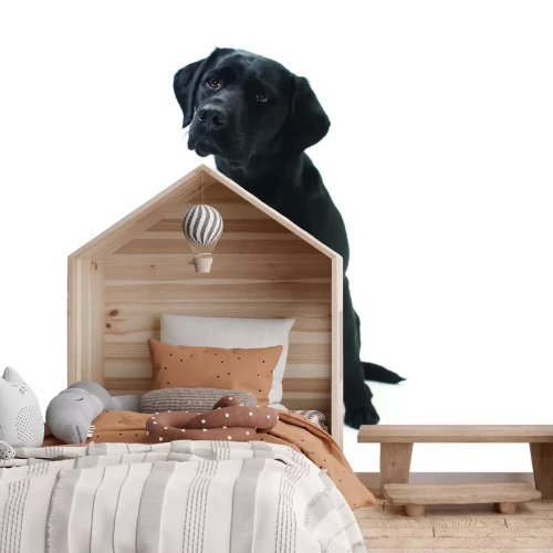 Fototapete Schwarzer Labrador auf weißem Hintergrund