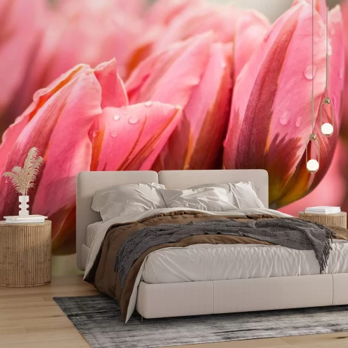 Fototapete Frühlingstulpen