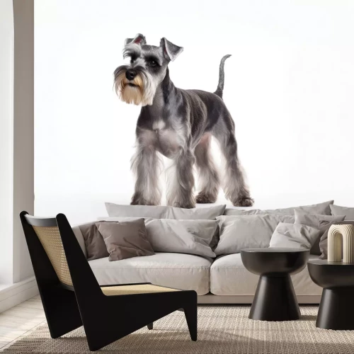 Fototapete Schnauzer Welpe auf weißem Hintergrund