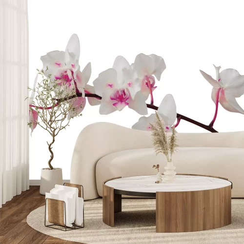 Fototapete Schöner Orchidee auf weißem Hintergrund