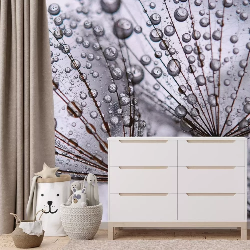 Fototapete Löwenzahnsamen mit Wassertropfen Nahaufnahme