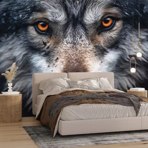 Fototapete Nahaufnahme des Wolfsgeichts