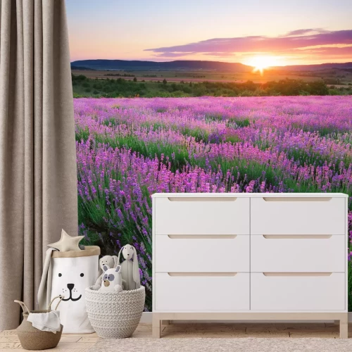 Fototapete Lavendelwiese